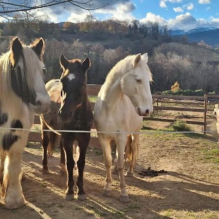 Bed and Breakfast Chambre D'Hotes Le Petit Ranch Los Masos Exterior foto