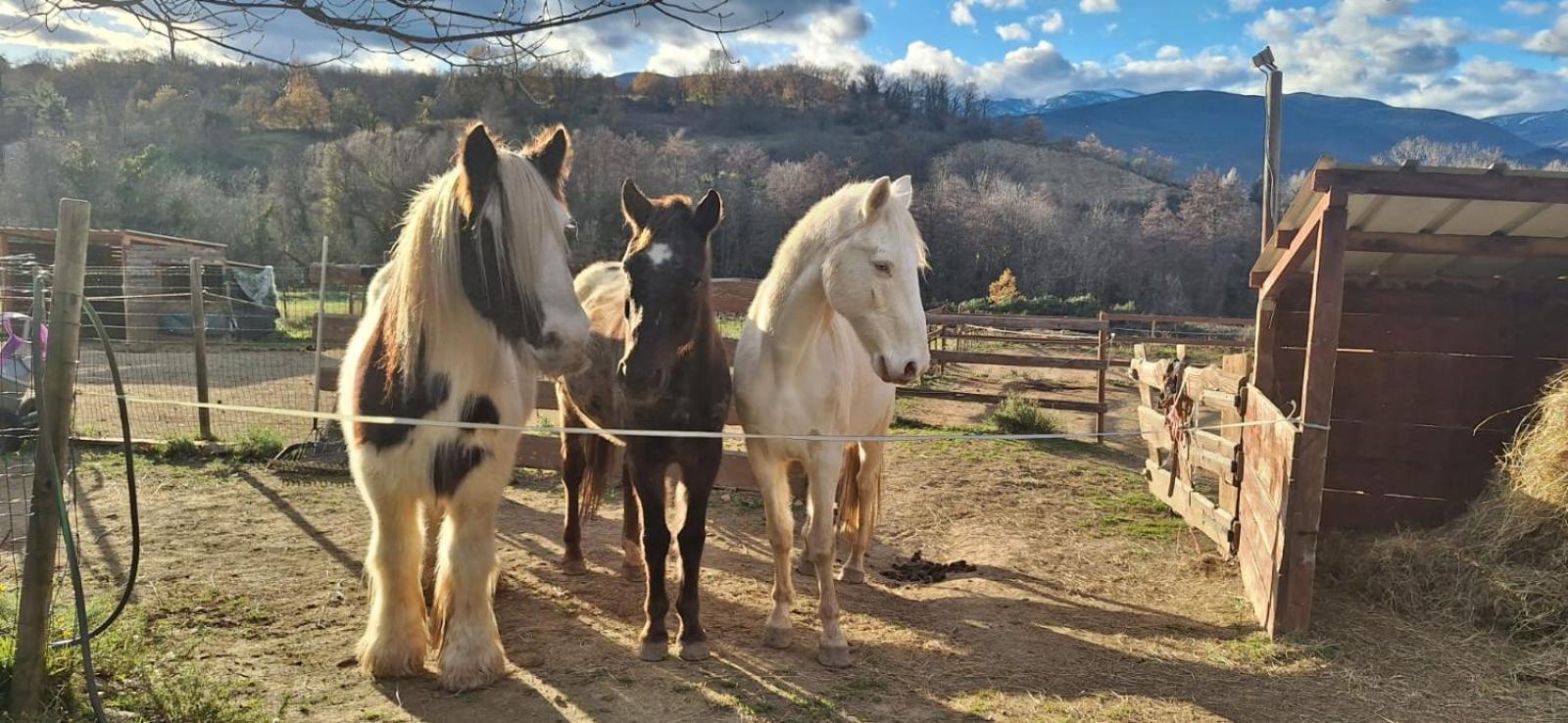 Bed and Breakfast Chambre D'Hotes Le Petit Ranch Los Masos Exterior foto